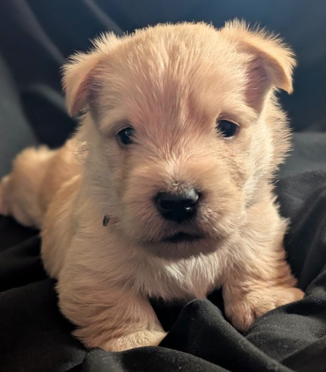 Scottish Terrier puppies at Cavern Kennels
