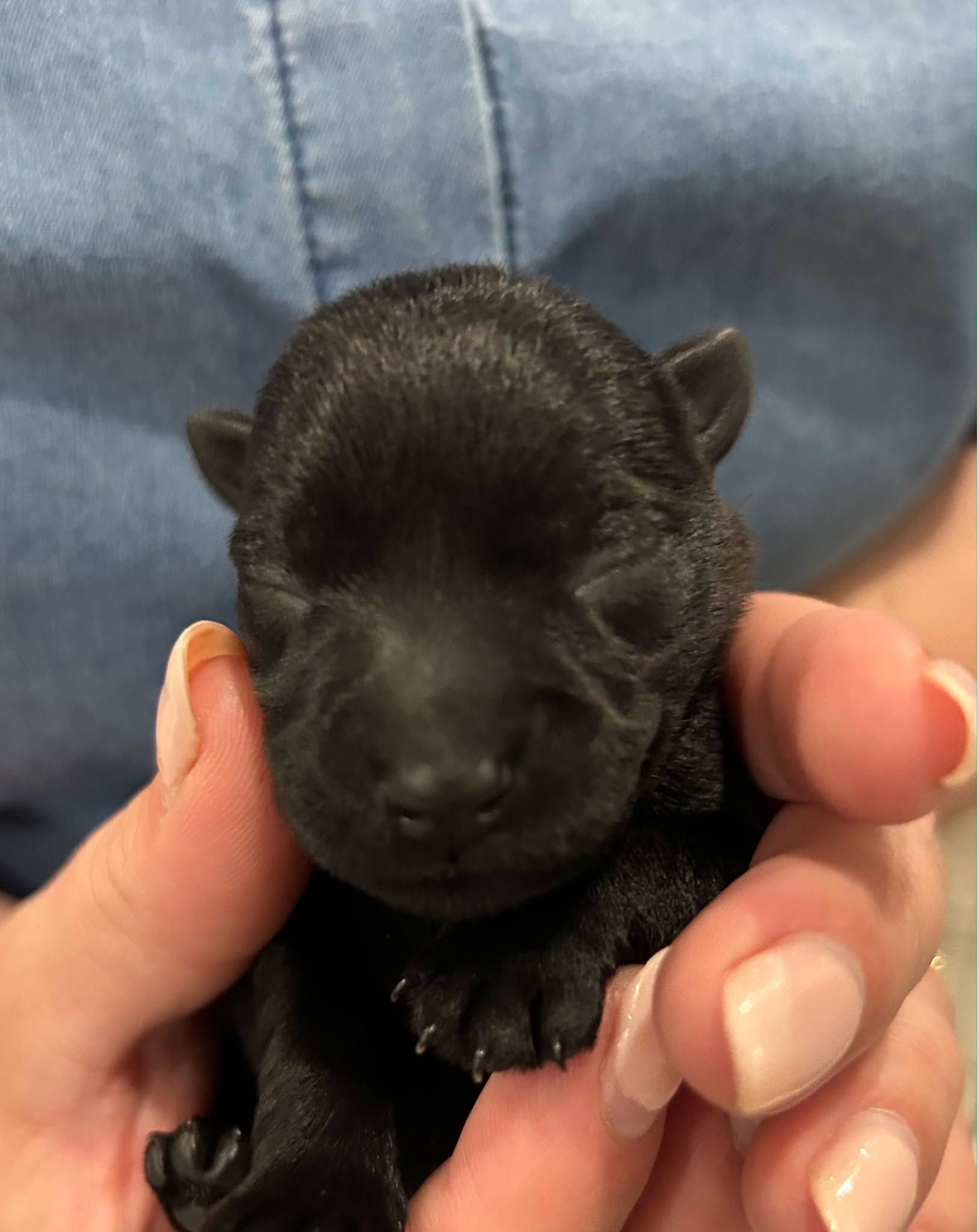 Linus, a reserved black male Scottish Terrier puppy