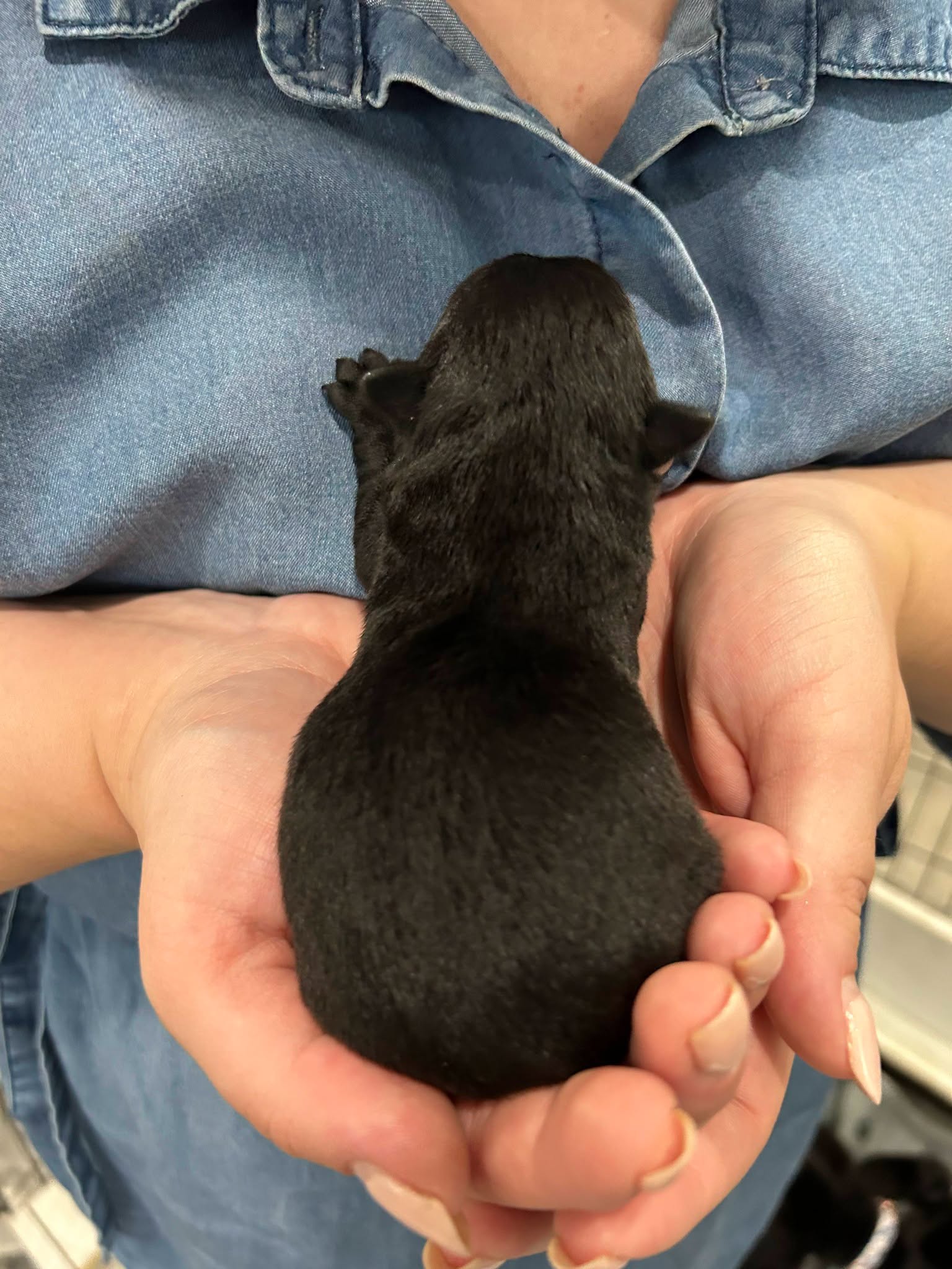 Linus showing the small white marking on his chest