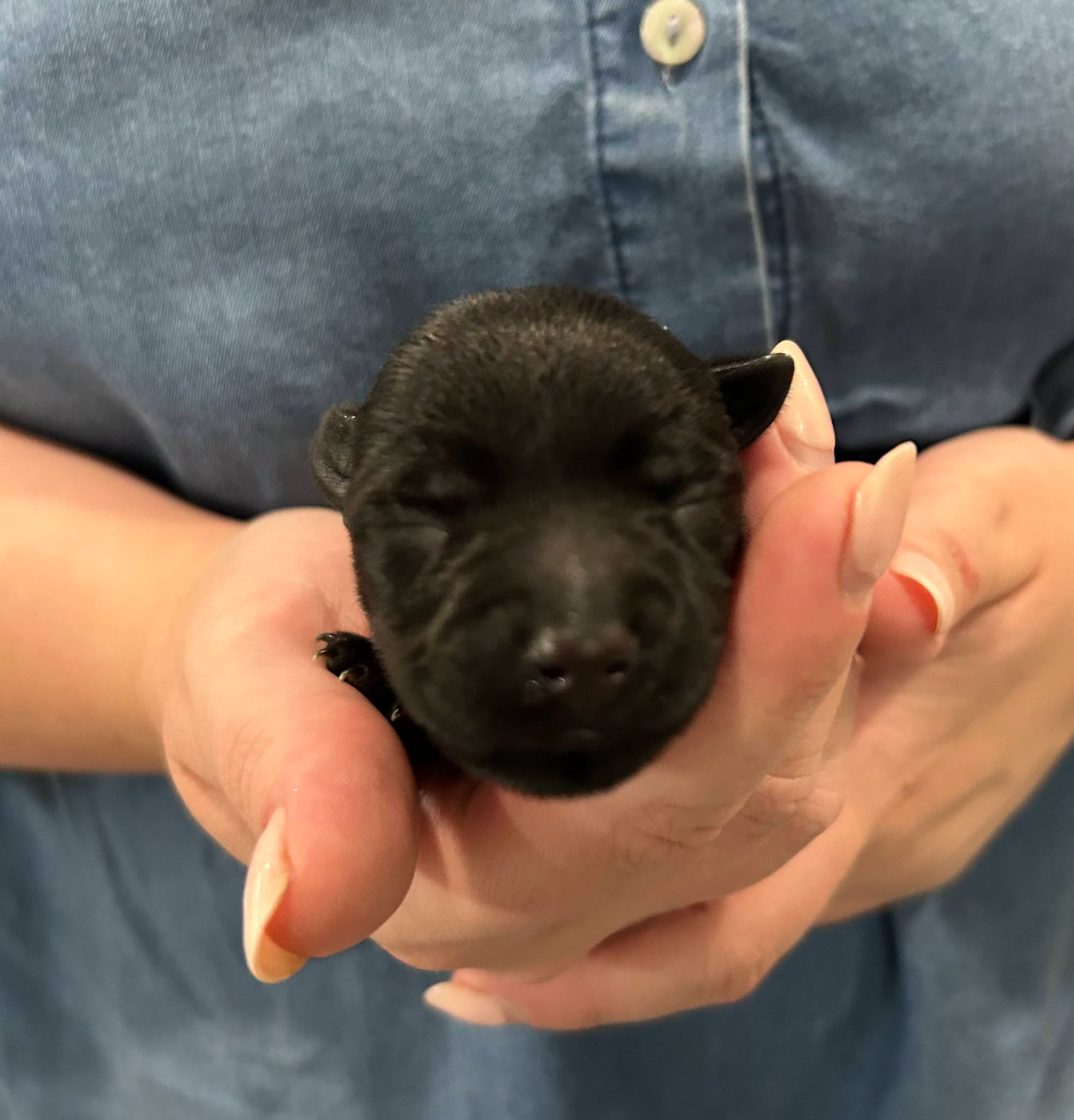 Charlie Brown, an available black male Scottish Terrier puppy