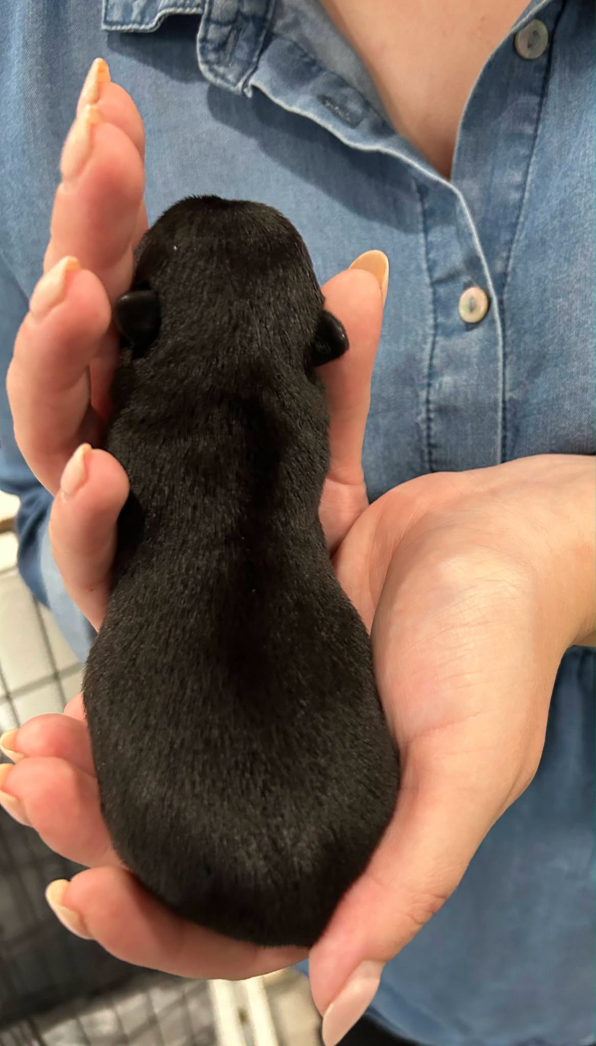Charlie Brown showing the small white marking on his chest