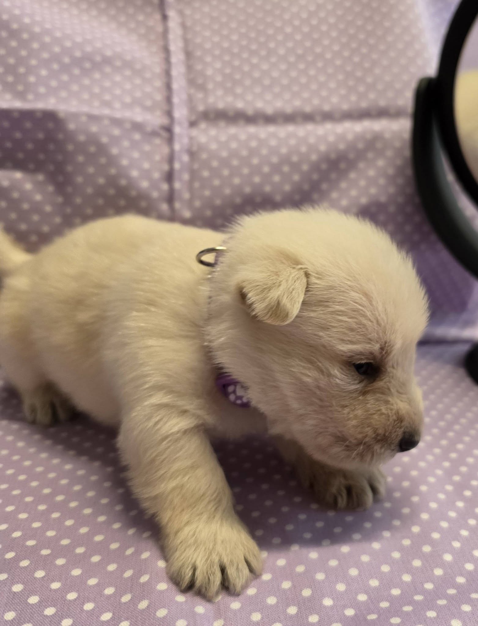 Laverne, an available wheaten female Scottish Terrier puppy