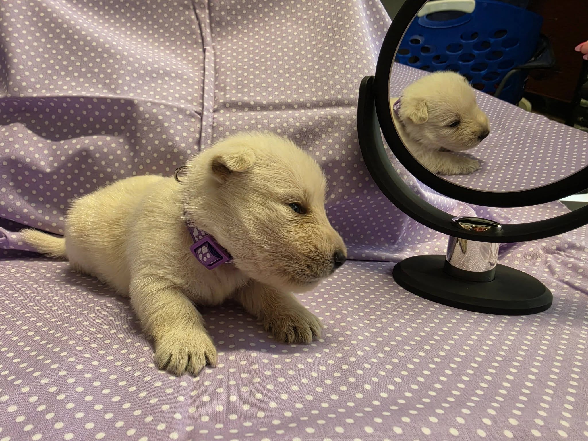 Laverne, available wheaten Scottish Terrier puppy