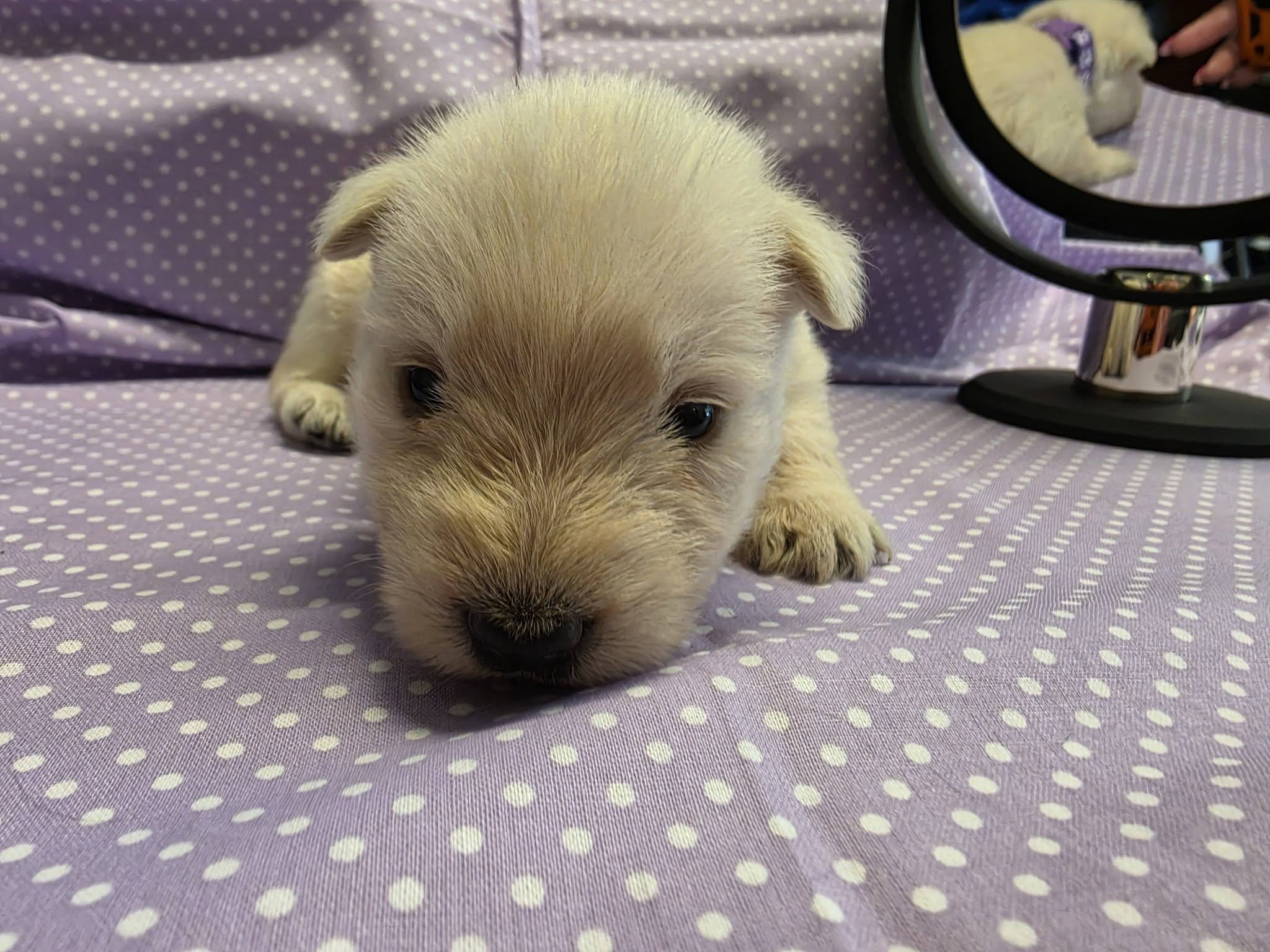 Laverne, wheaten Scottish Terrier puppy