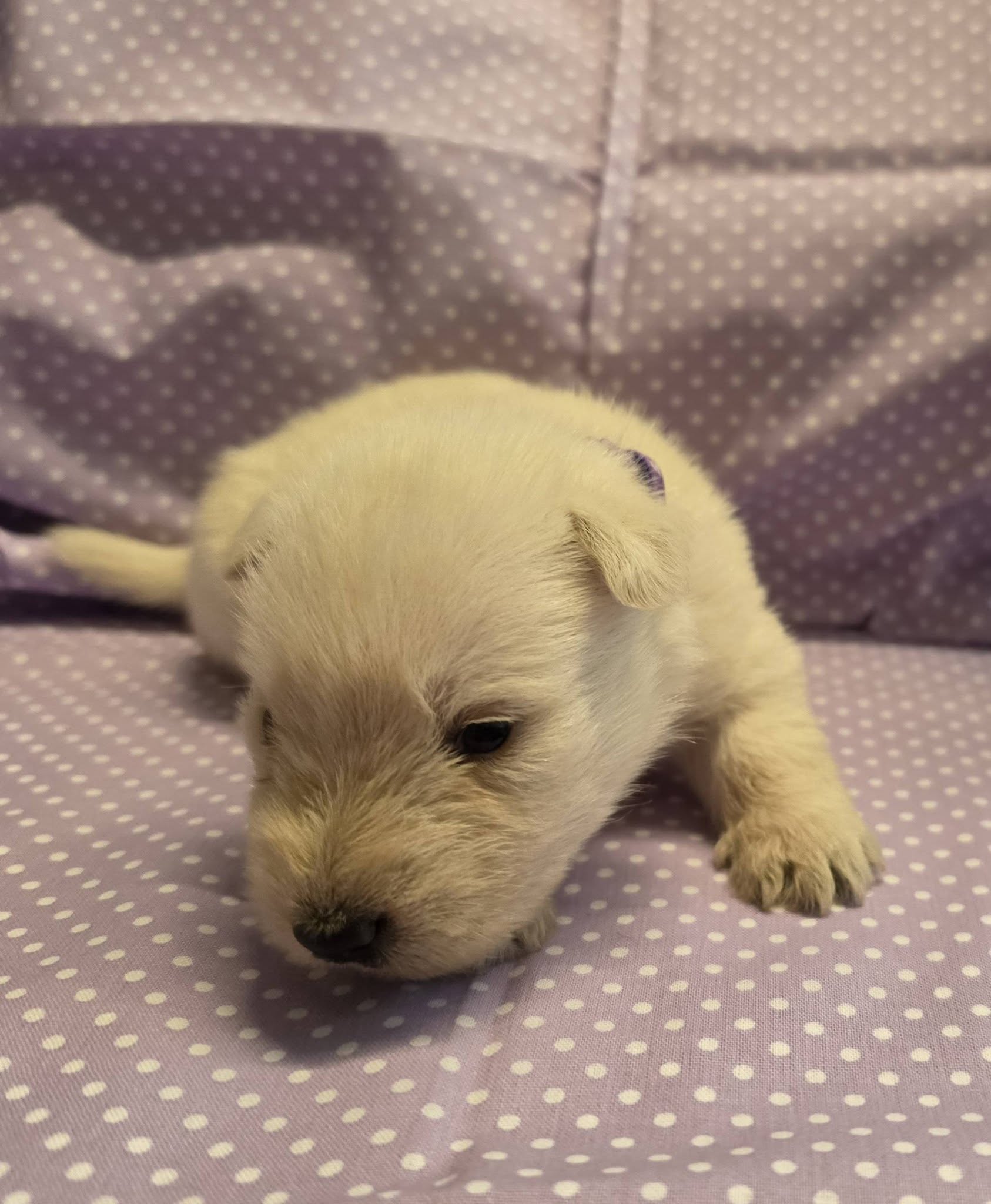 Laverne, available wheaten female Scottish Terrier puppy