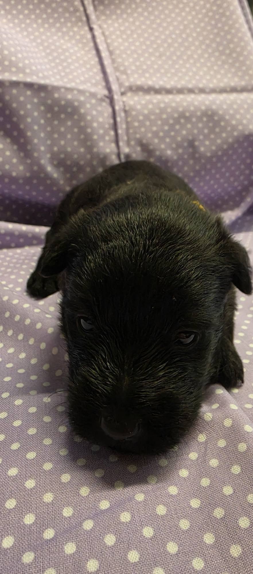 Laverne, reserved black female Scottish Terrier puppy with a touch of brindle