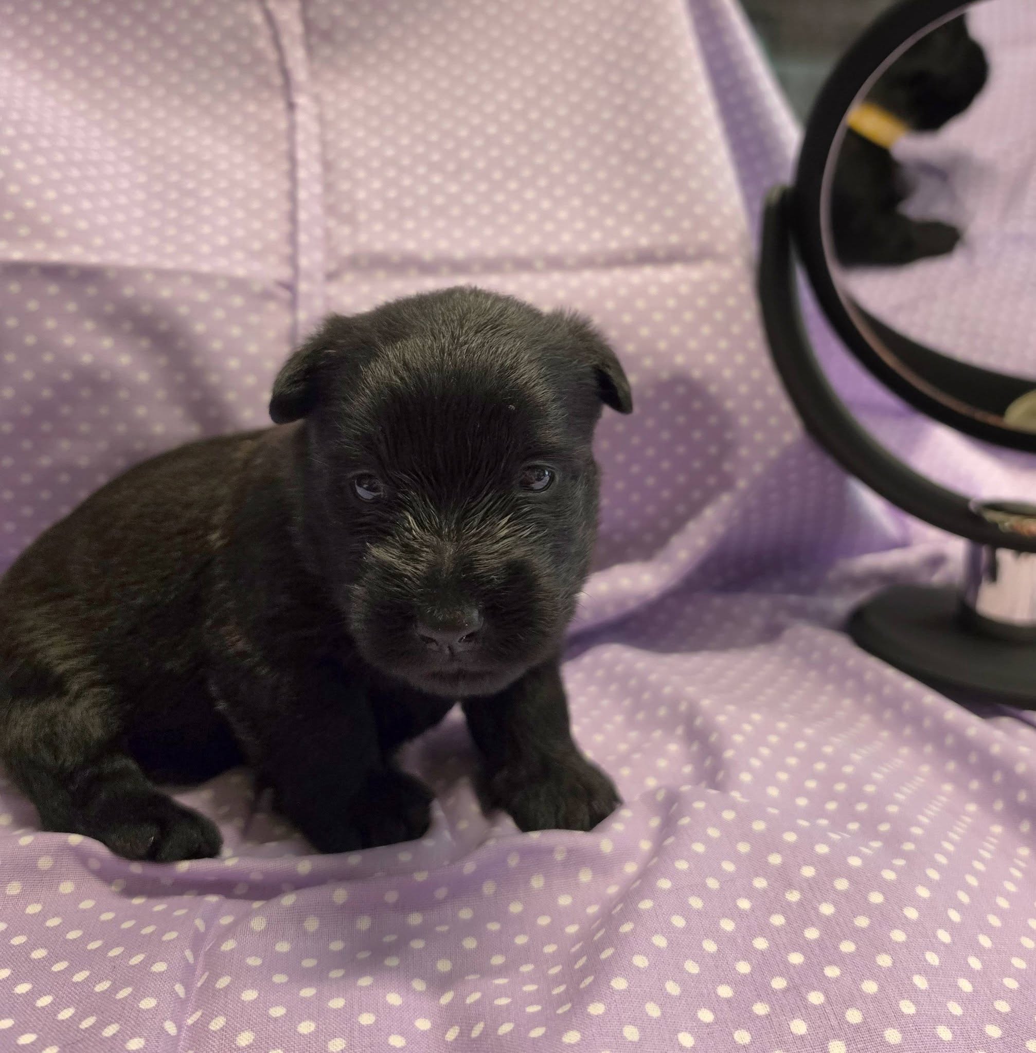 Laverne, reserved female Scottish Terrier puppy