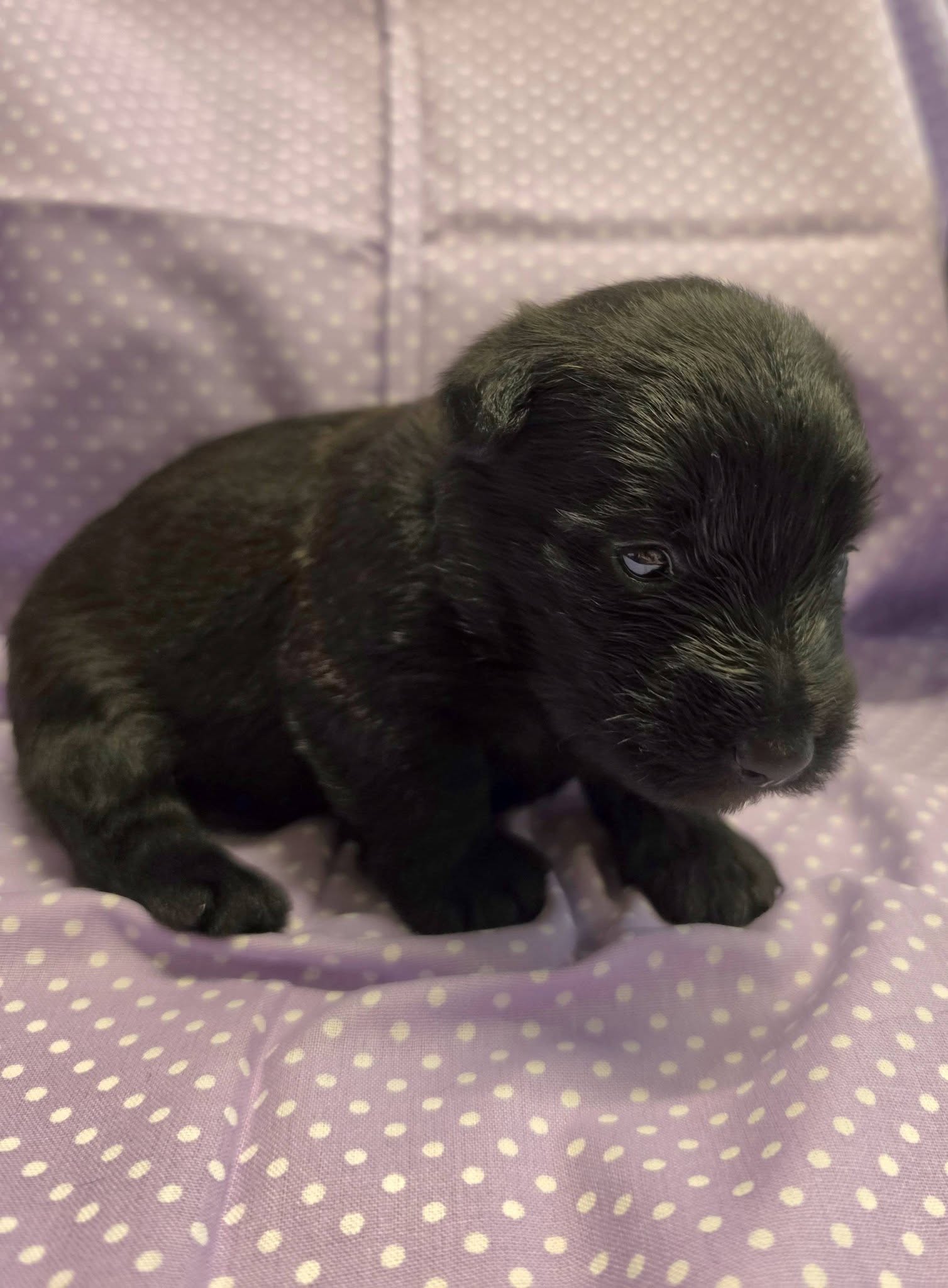 Laverne from Cavern Kennels