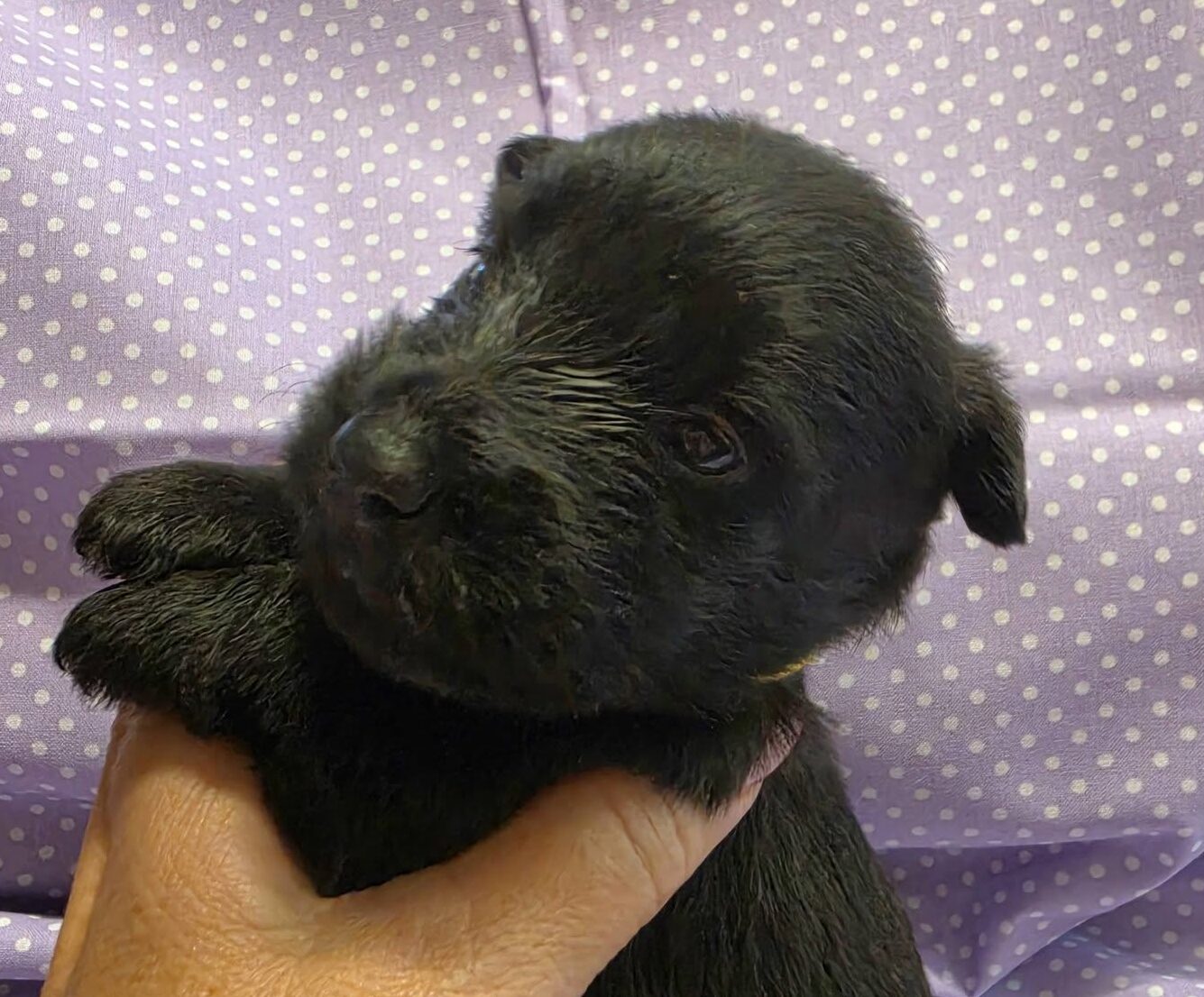 Laverne, a reserved black and brindle female Scottish Terrier puppy