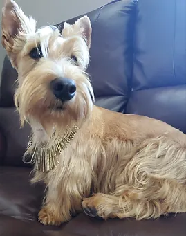 Miss Annabelle Scottish Terrier at Cavern Kennels