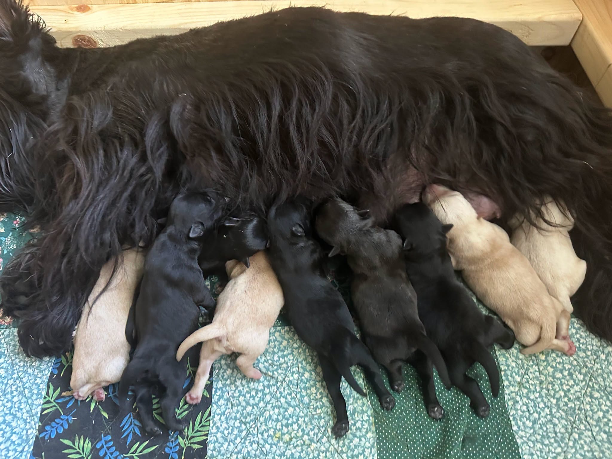 Scottish Terrier mother nursing her Black and Wheaten puppies at Cavern Kennels